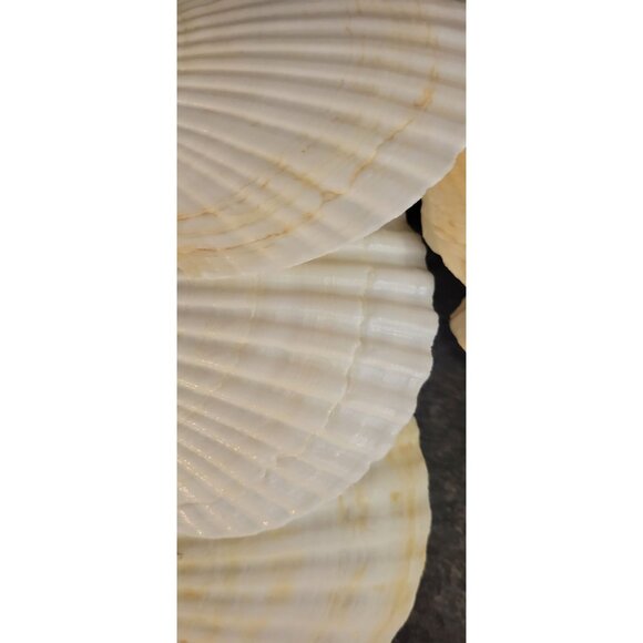 Natural Scallop Seashells & Toothpicks Appetizers Baking Lot of 6 - Picture 10 of 10